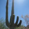 The giant saguaro (pronounced "sah-wah-roh")